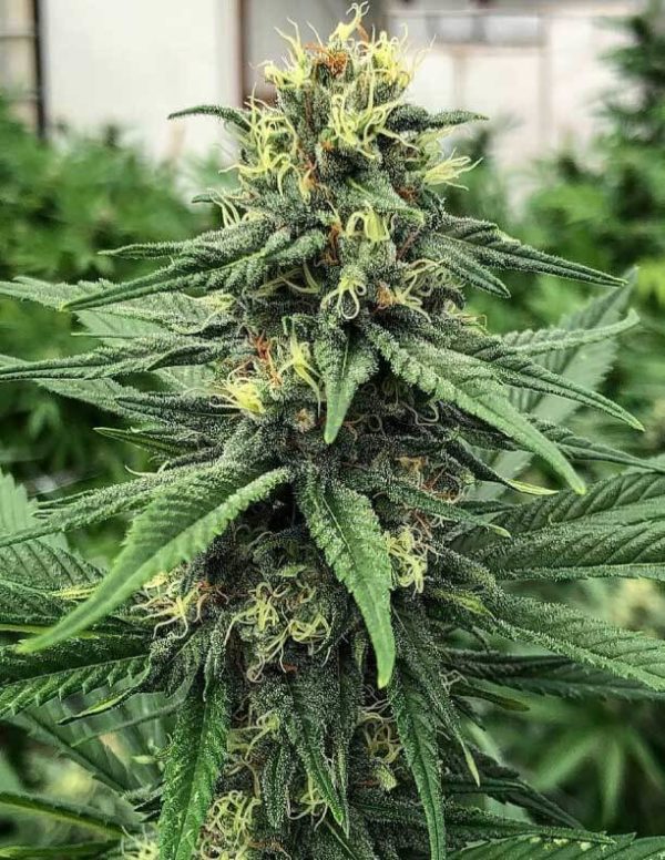 Marijuana Grow Shop - Cannabis seeds | Blaeu Erf 7, 1012 PZ Amsterdam, Netherlands | Phone: 633 70 56 12