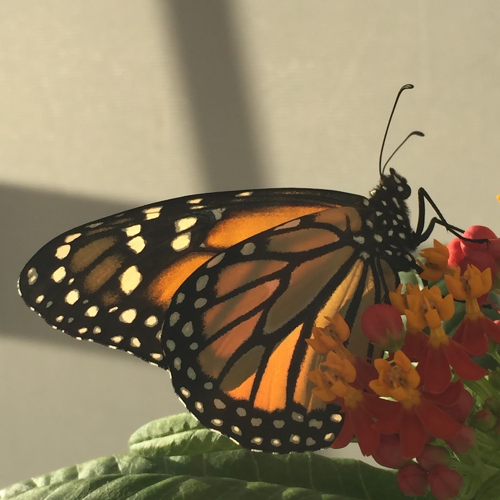 Press Butterfly Gardens | 38105 Via Taffia, Murrieta, CA 92563, USA | Phone: (951) 218-9776