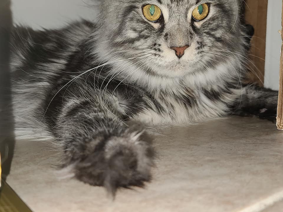 Mainecoon Haven | 11101 Epiphyte Rd, Mims, FL 32754, USA | Phone: (407) 459-2104