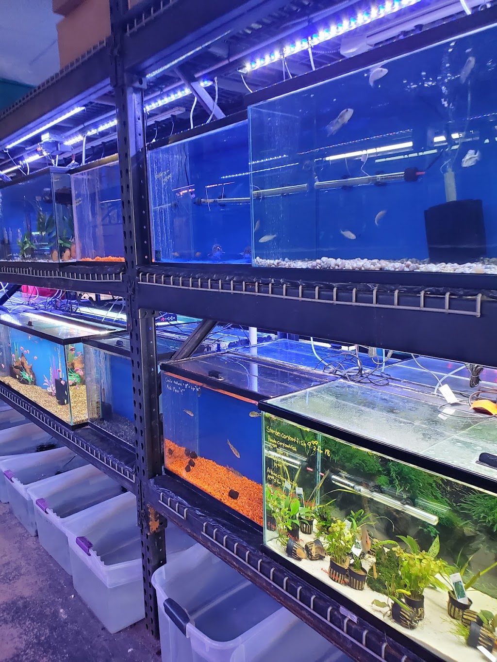 Lances Aquarium | 450 S Buffalo Dr, Las Vegas, NV 89145 | Phone: (702) 364-5270