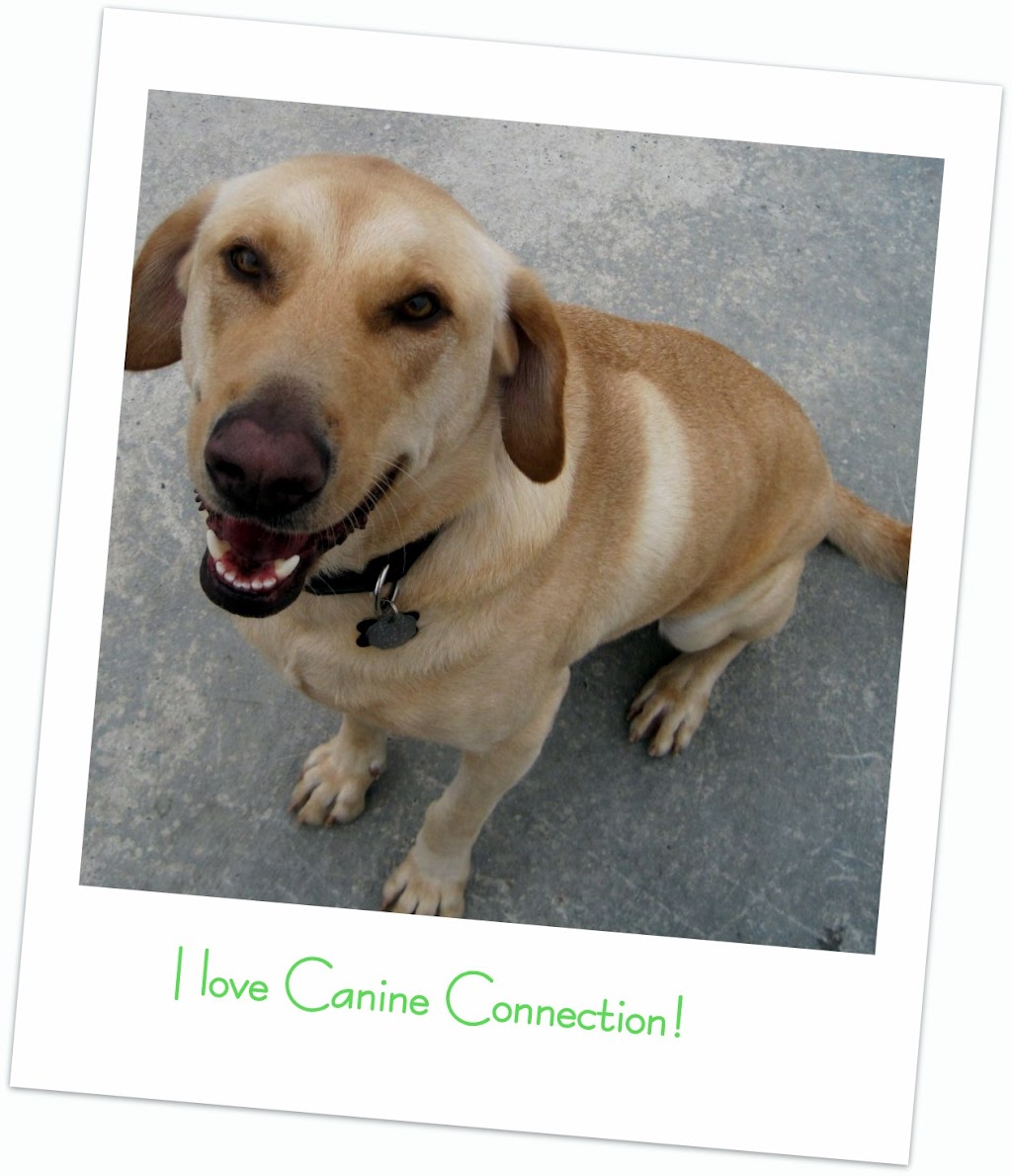 Canine Connection | 4920 Tchoupitoulas St, New Orleans, LA 70115, USA | Phone: (504) 218-4098