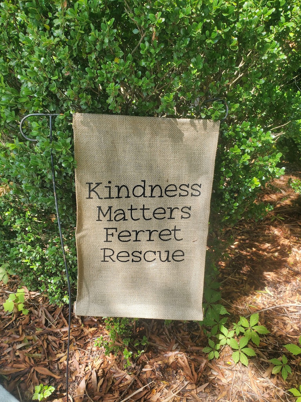 Kindness Matters Ferret Rescue | 4233 Zephyrhills Dr, Acworth, GA 30101, USA | Phone: (770) 235-0070