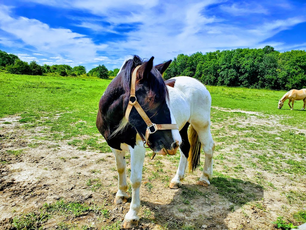 J&J Equestrian Center | 707 Edith Ave, Noblesville, IN 46060, USA | Phone: (317) 340-1420