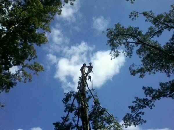 Hector Tree Service | Tyrone, GA 30290, USA | Phone: (404) 337-5235