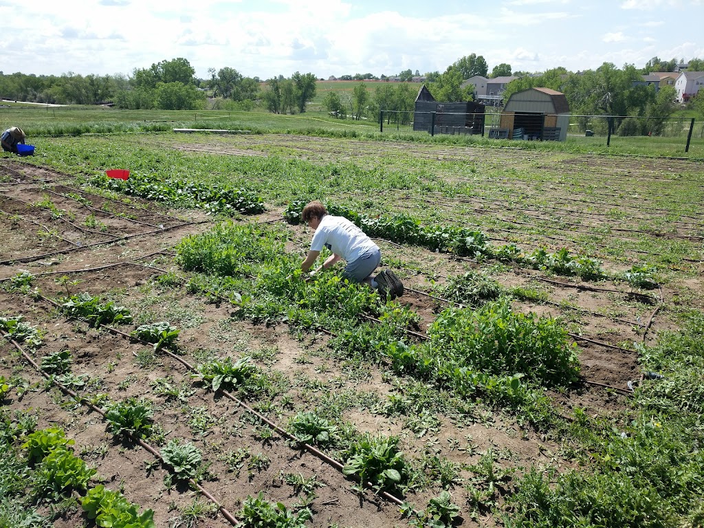 Stonehocker Community Garden | 10950 Fox Run Pkwy, Northglenn, CO 80233, USA | Phone: (303) 457-3542