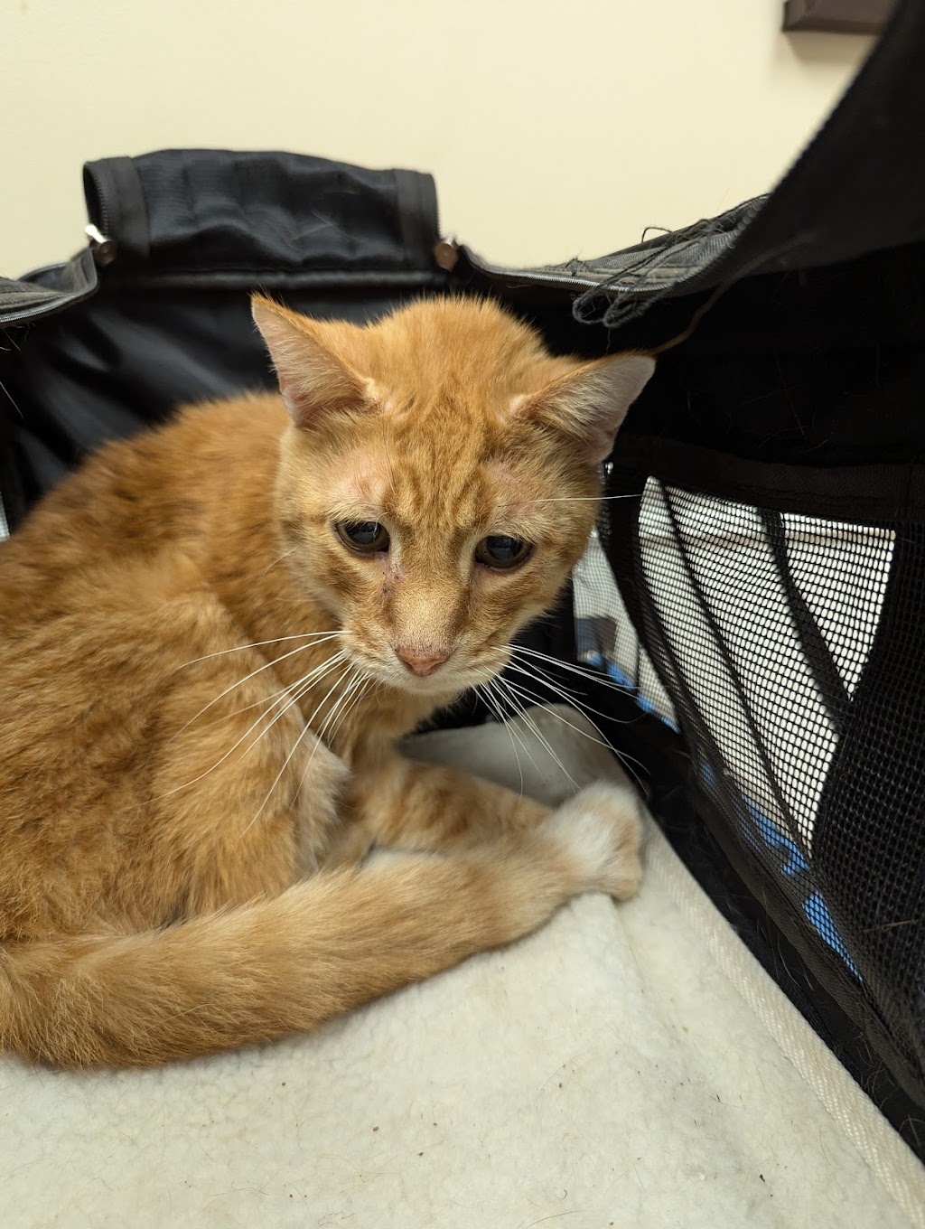 Alpha Veterinary Clinic | 2515 Dayton Xenia Rd, Beavercreek, OH 45434, USA | Phone: (937) 426-9232