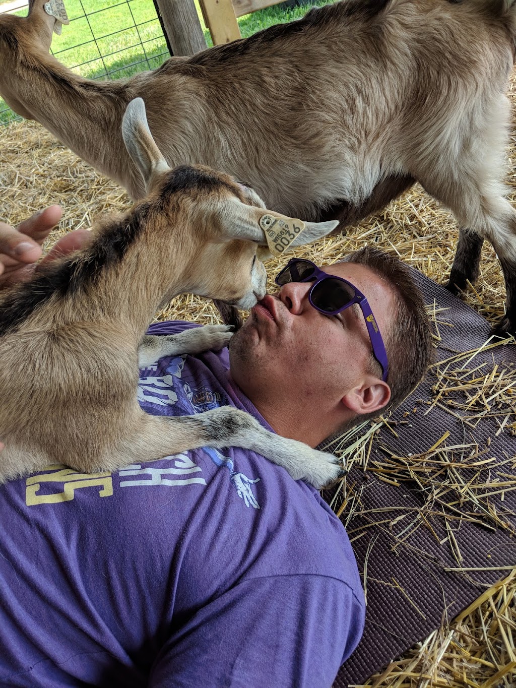 Have Ya Herd Goat Yoga & Corn Maze | 517 County Rd Ss, Roberts, WI 54023, USA | Phone: (612) 816-0722