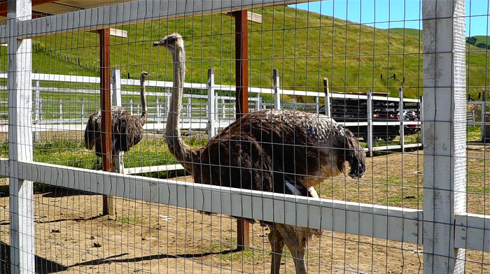 Gilroy Ostrich Farm | 5560 Pacheco Pass Hwy, Gilroy, CA 95020, USA | Phone: (866) 996-7373