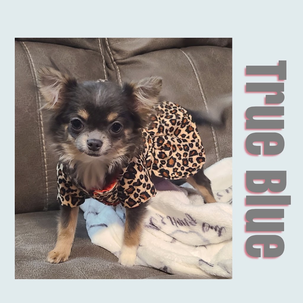 chihuahuas unlimited | 61315 Pugh Rd, Lacombe, LA 70445, USA | Phone: (985) 445-2878