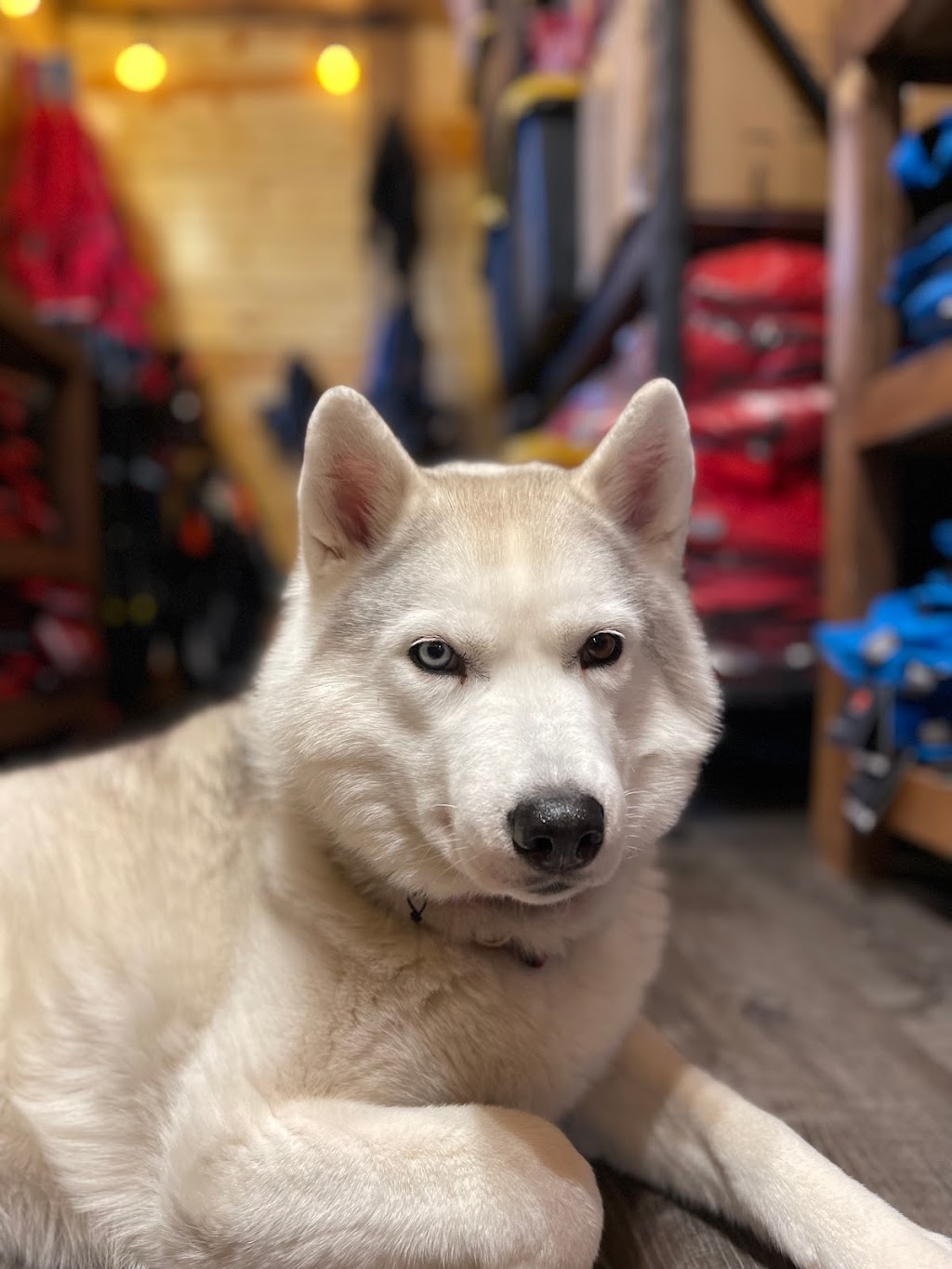 Alaska Dog Center - Tours & Gift/Gear Shop | 24850 W Gratiot Dr, Willow, AK 99688, USA | Phone: (907) 315-7188