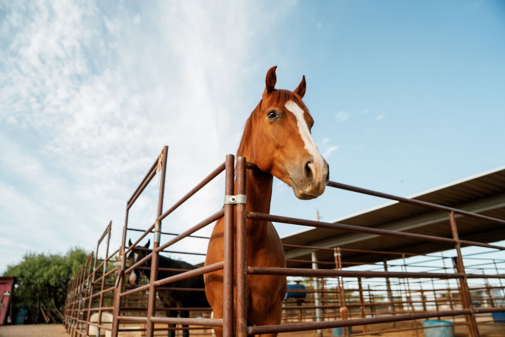 Superstition Stables Horse Boarding | 2151 N Warner Dr, Apache Junction, AZ 85120, USA | Phone: (480) 620-3253