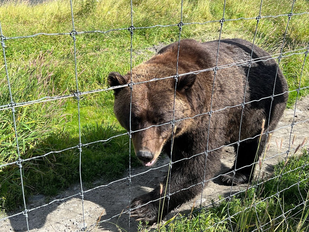 Moose Exhibit | Seward Hwy, Girdwood, AK 99587, USA | Phone: (907) 783-0058