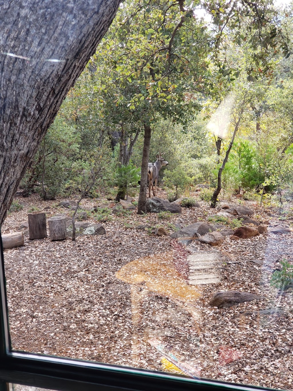 Big Cat Cabin | 4839 Pine Ridge Ave, Julian, CA 92036, USA | Phone: (760) 765-0765 Big Cat Cabin | 4839 Pine Ridge Ave, Julian, CA 92036, USA | Phone: (760) 765-0765