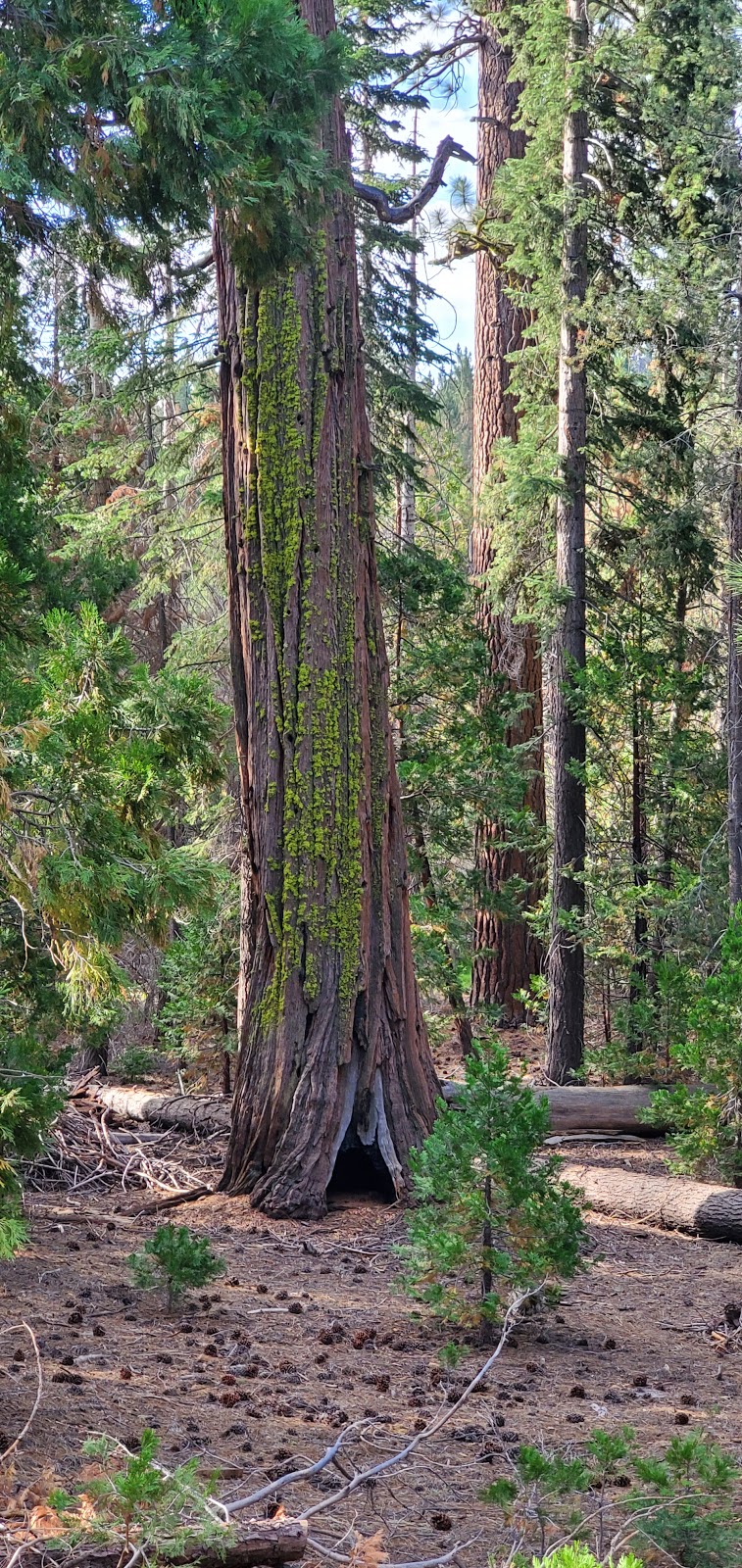 Sequoia National Forest | 1839 South Newcomb Street, Porterville, CA 93257, USA | Phone: (760) 379-5646