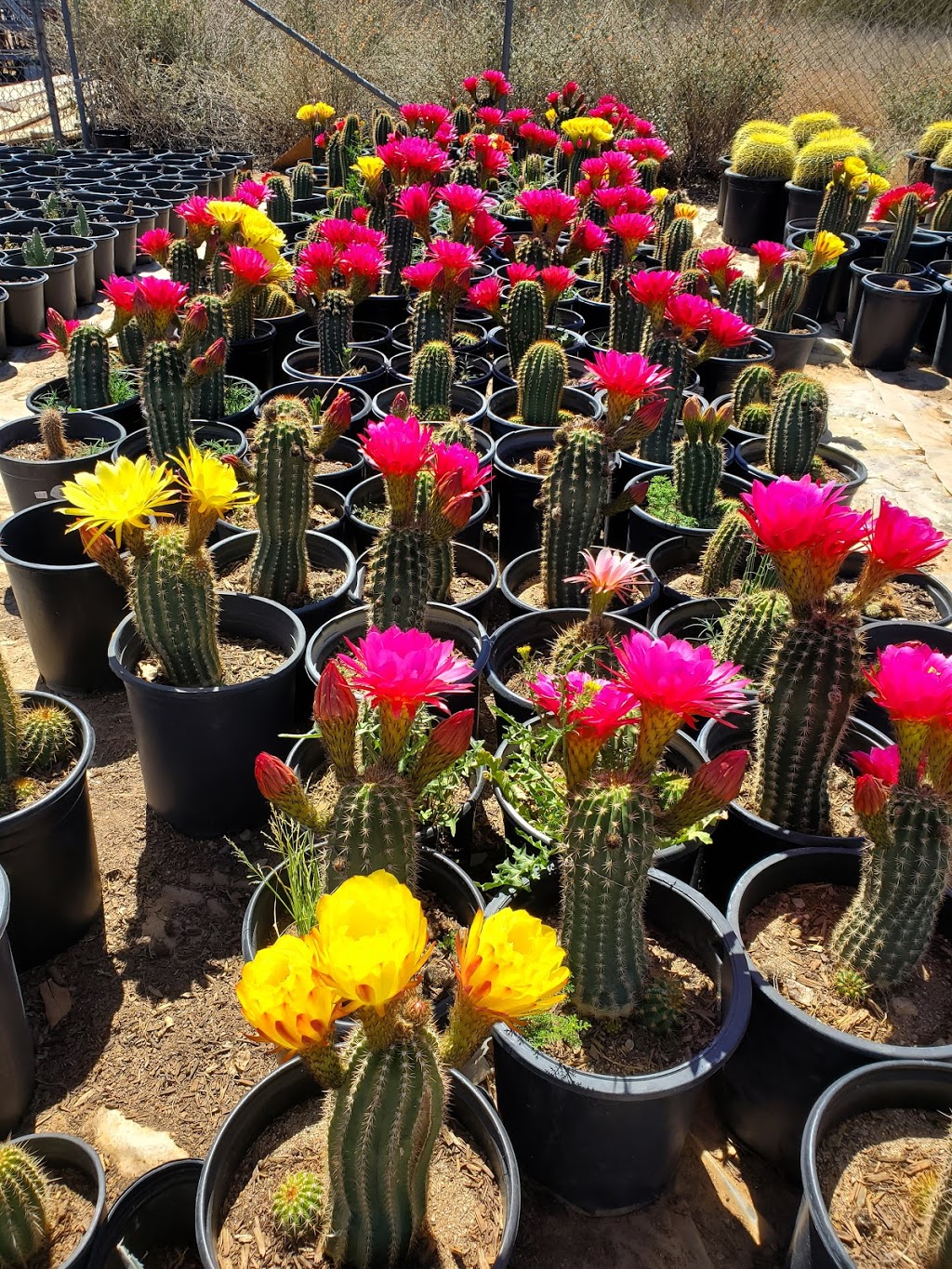 Silvers Cactus Nursery | 28826 213th Ave, Wittmann, AZ 85361, USA | Phone: (602) 486-3113