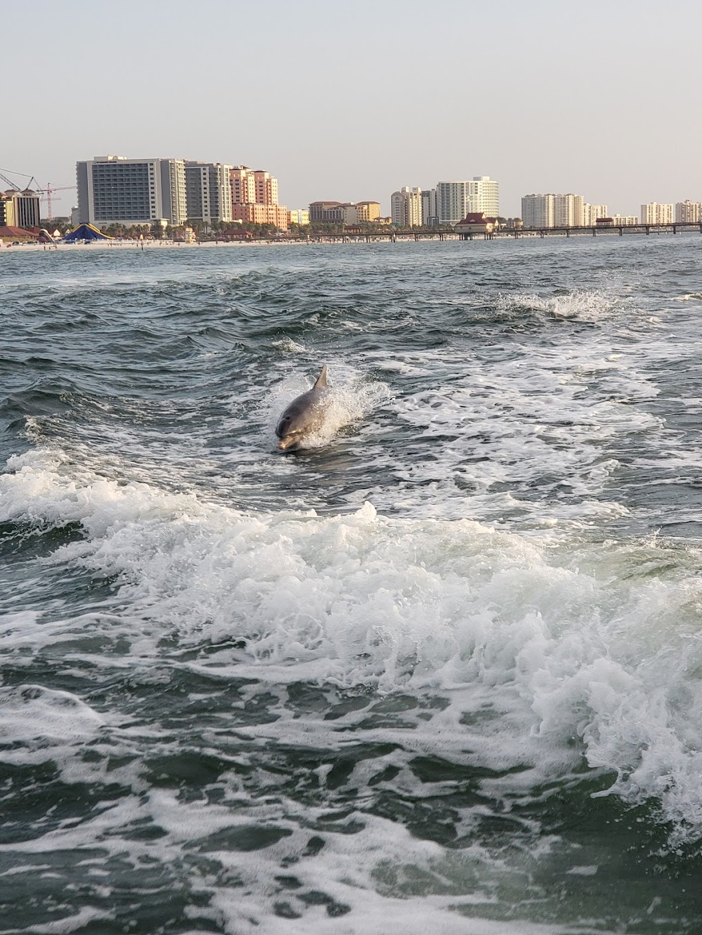 ParrotDise Express Boat Tours | 51 Main St, Dunedin, FL 34698, USA | Phone: (727) 388-7333