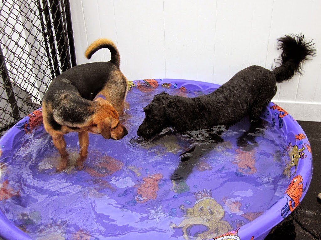 Wags & Barks Doggy Day Care, LLC | 104 Weil Dr, Slinger, WI 53086, USA | Phone: (262) 644-2275