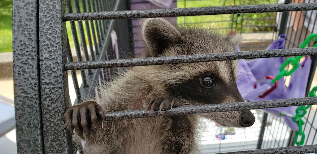 Second Chances Wildlife Center | 487 Gentry Ln, Mt Washington, KY 40047, USA | Phone: (502) 888-5470