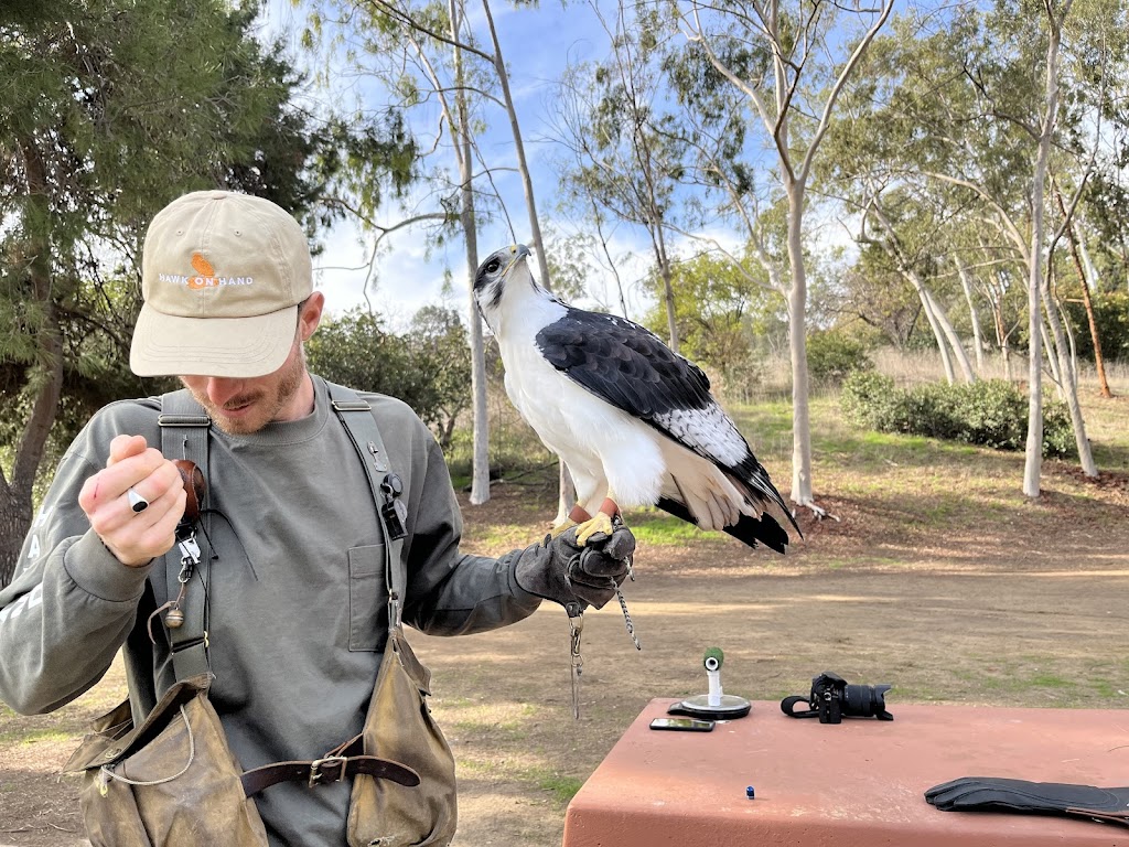 Hawk On Hand Falconry | 4235 Monterey Rd, Los Angeles, CA 90032 | Phone: (845) 532-5401