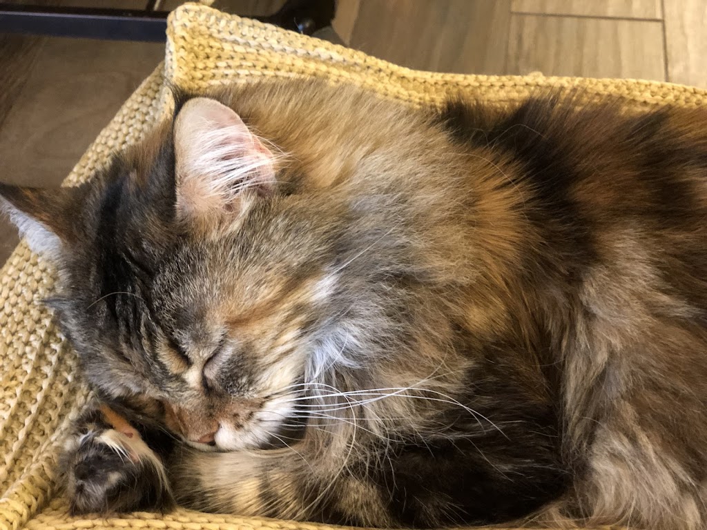 Samberkat Maine Coons | Lilburn, GA 30047, USA | Phone: (404) 408-7568