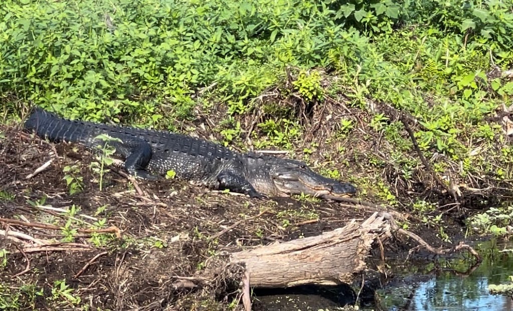 Marsh Landing Adventures / Orlando Airboat Tours | 2830 Neptune Rd, Kissimmee, FL 34744, USA | Phone: (407) 572-3561