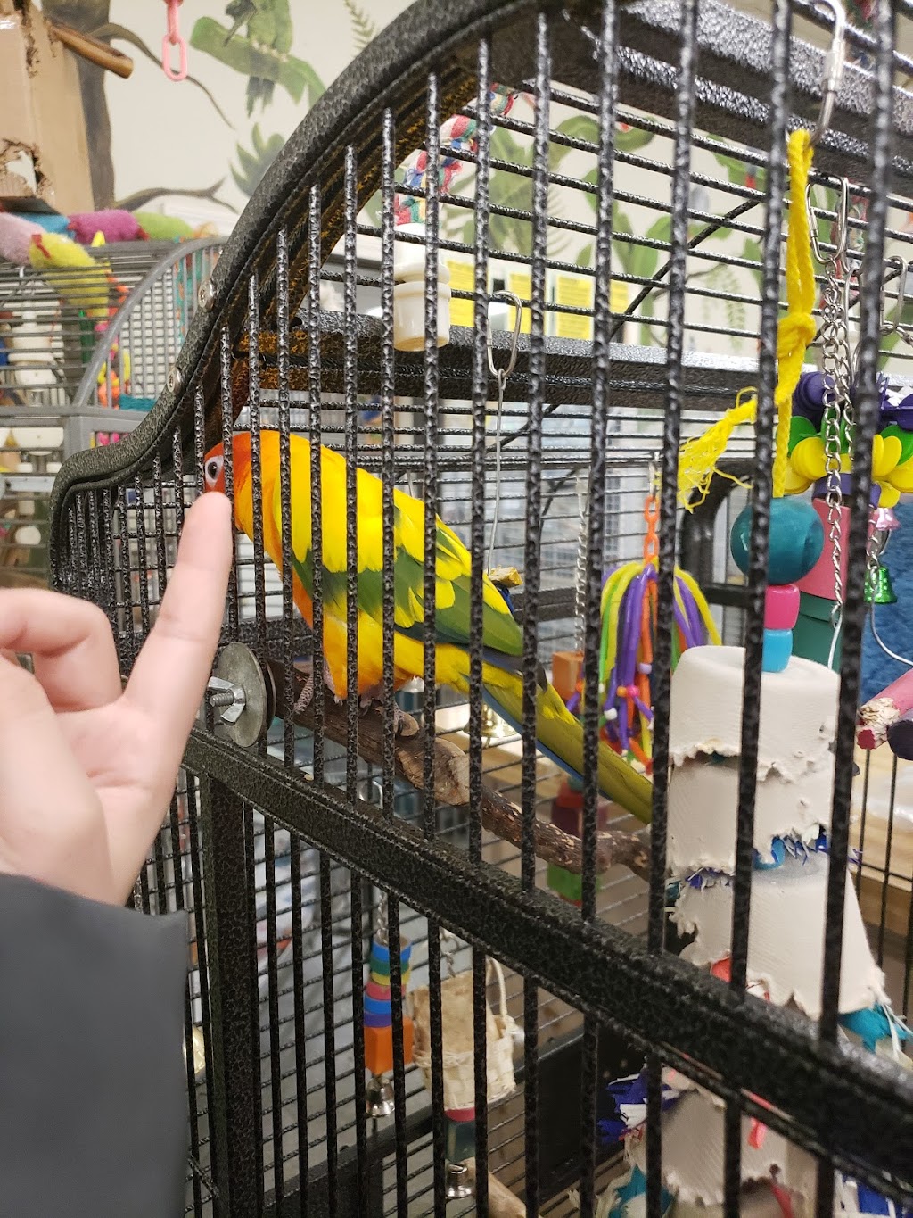Bird & Reptile Connection | 2245 Providence Hwy # 4, Walpole, MA 02081 | Phone: (508) 668-0805