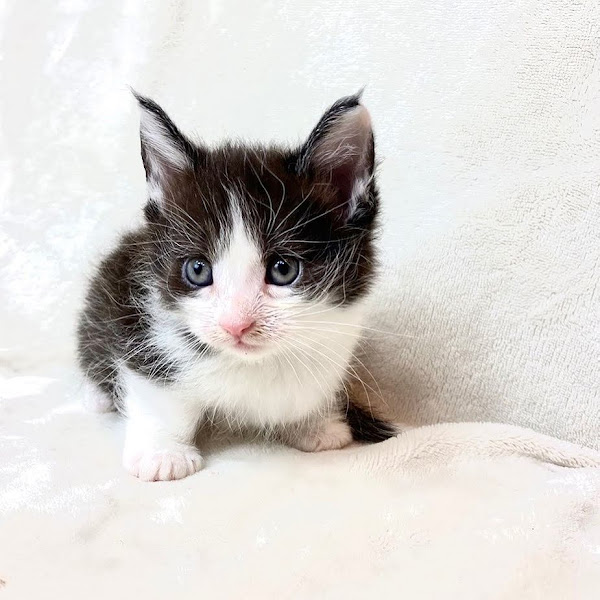 Munchkin Kittens for sale | 2009 N 1st St, Tahoka, TX 79373, USA | Phone: (432) 201-9777