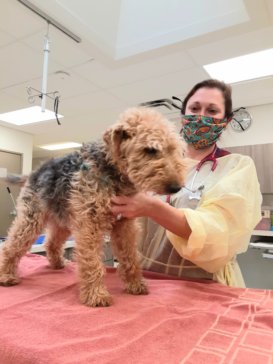 Boulder Road Veterinary Specialists | 2000 W South Boulder Rd, Lafayette, CO 80026, USA | Phone: (720) 699-7766