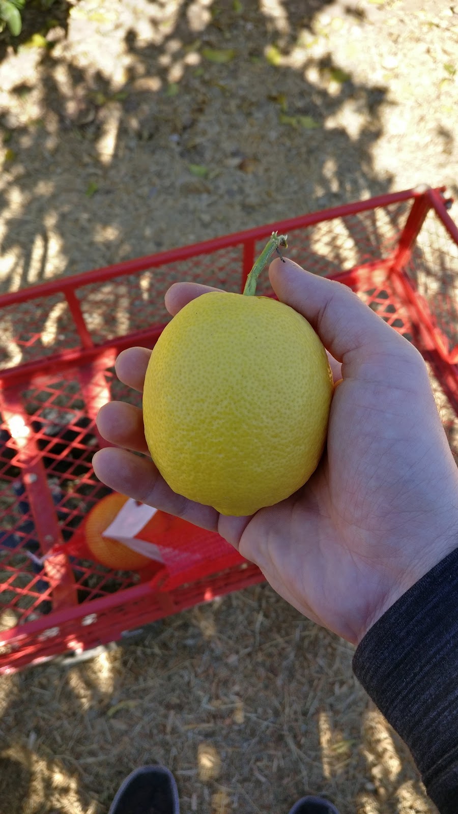 Cotton Lane Citrus Honey | 14014 N 172nd Ave, Surprise, AZ 85388, USA | Phone: (602) 361-2248