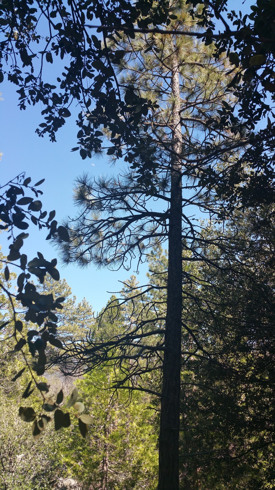 Royal Pines Estates | 26350 Delano Dr, Idyllwild-Pine Cove, CA 92549, USA | Phone: (951) 659-2691