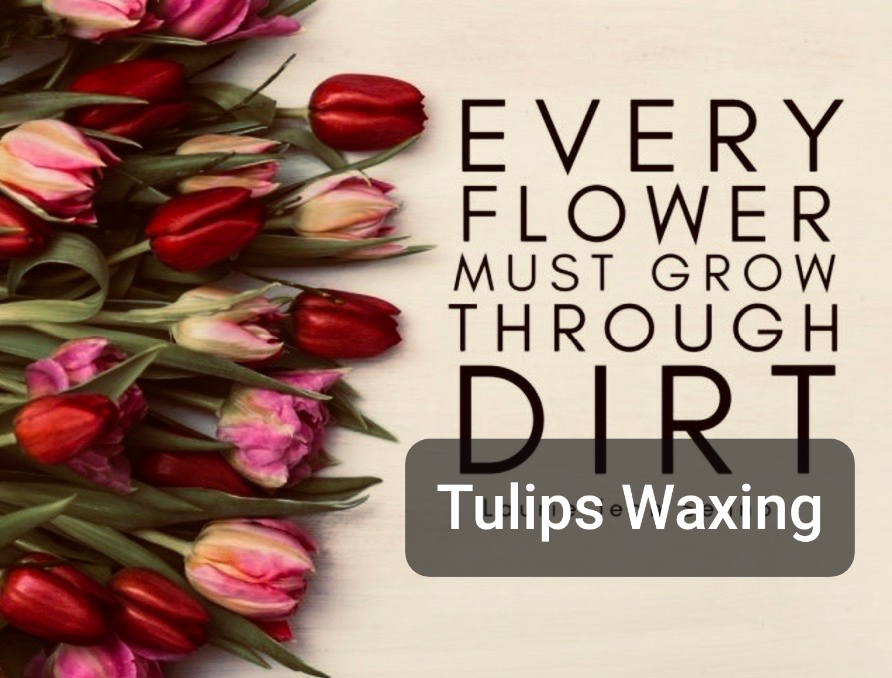 Tulips Waxing | 23300 Greenfield Rd #222, Oak Park, MI 48237, USA | Phone: (313) 808-0143