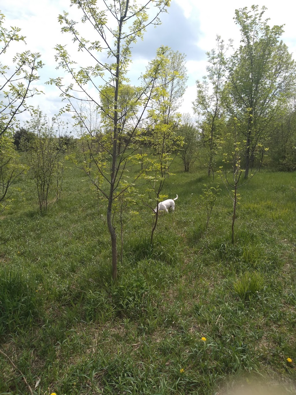 Carver Park Reserve Off-Leash Dog Park | 7200 Park Dr, Victoria, MN 55386, USA | Phone: (763) 694-7650