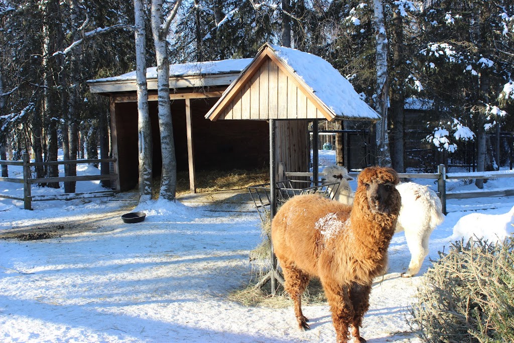 Alpaca Exhibit | 4731 OMalley Rd, Anchorage, AK 99507, USA | Phone: (907) 346-2133