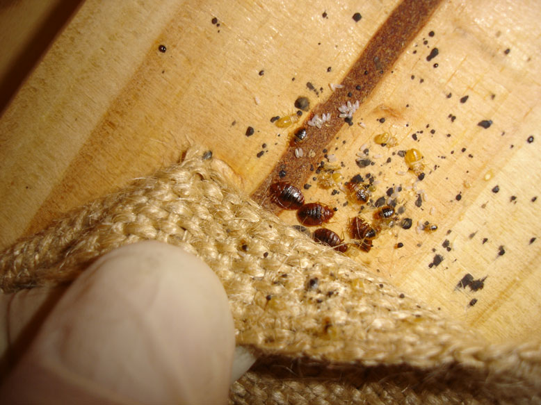 Tri-City Termite and Pest Control | 141 Sharp Ave, London, OH 43140, USA | Phone: (614) 332-4840