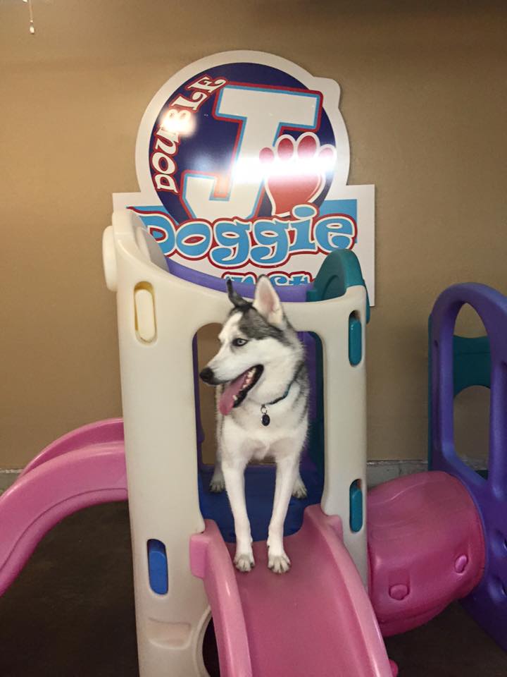 Double J Doggie Play N Stay | 803 3rd St, Highland, IL 62249, USA | Phone: (618) 882-6699