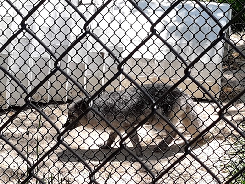 Endangered Wolf Center | 6750 Tyson Valley Rd, Eureka, MO 63025, USA | Phone: (636) 938-5900