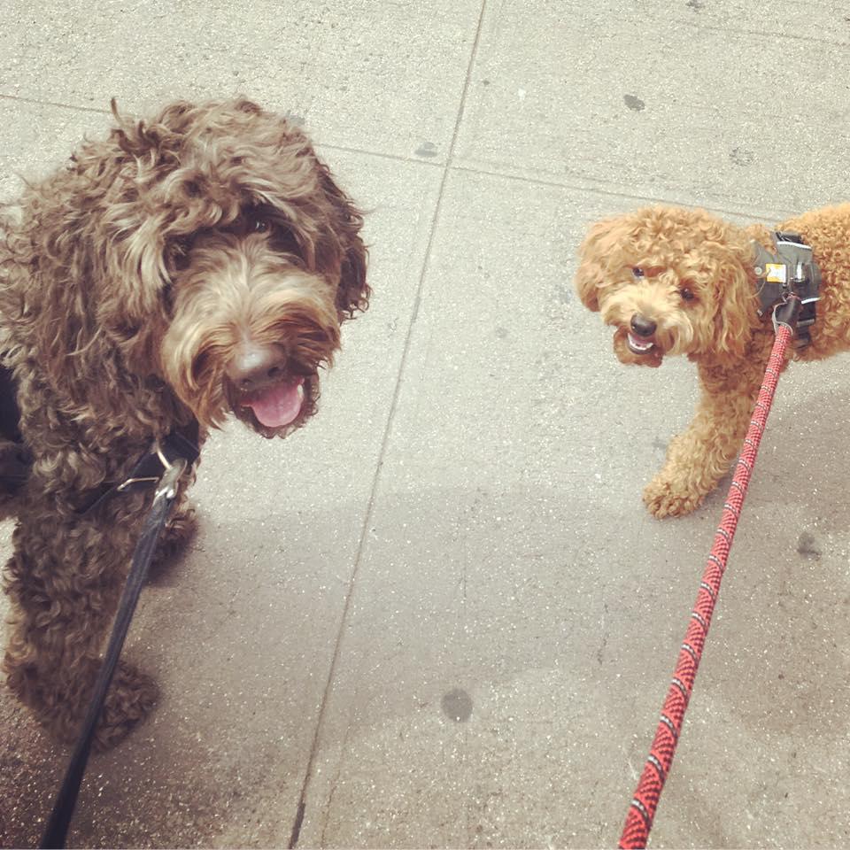 Bare Paws NYC Dog Walkers & Pet Sitters | 157 East 86th St 5th floor, New York, NY 10028, USA | Phone: (646) 436-1687