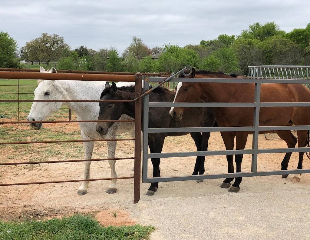 Brazos Equine Services | 5255 New Tin Top Rd, Weatherford, TX 76087, USA | Phone: (817) 988-0651
