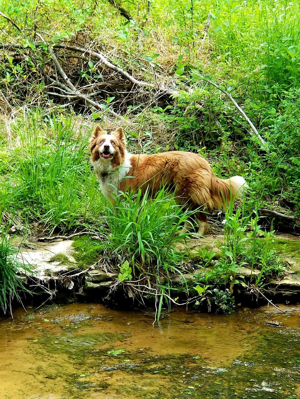 Robertson County Animal Clinic, P.C. | 800 5th Ave E E, Springfield, TN 37172, USA | Phone: (615) 384-5393