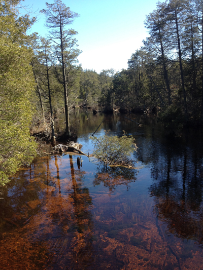 New Jersey Pinelands National Reserve | 853 Atsion Rd, Shamong, NJ 08088, USA | Phone: (609) 894-7300