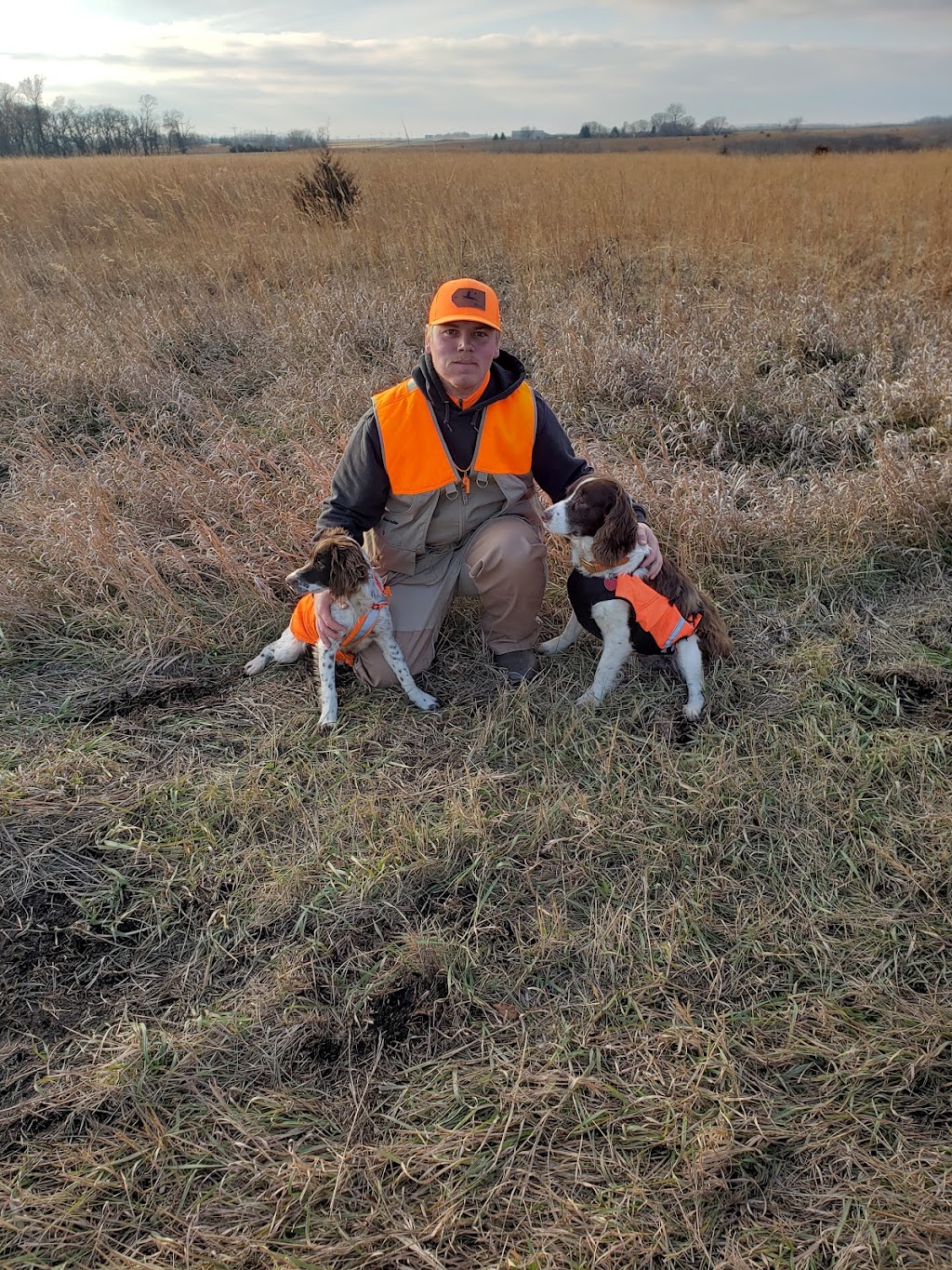 Upland Meadows English Springer Spaniels | 360 177th Ave NW, Andover, MN 55304, USA | Phone: (763) 221-2882