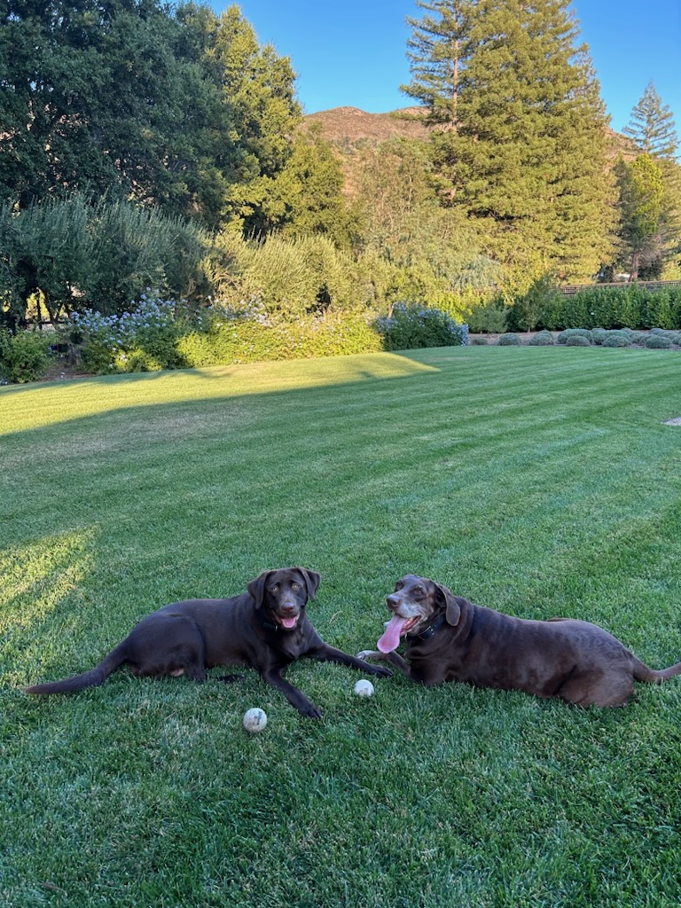 Acorn Veterinary Clinic | 1340 E Covell Blvd # 101, Davis, CA 95616, USA | Phone: (530) 753-7580