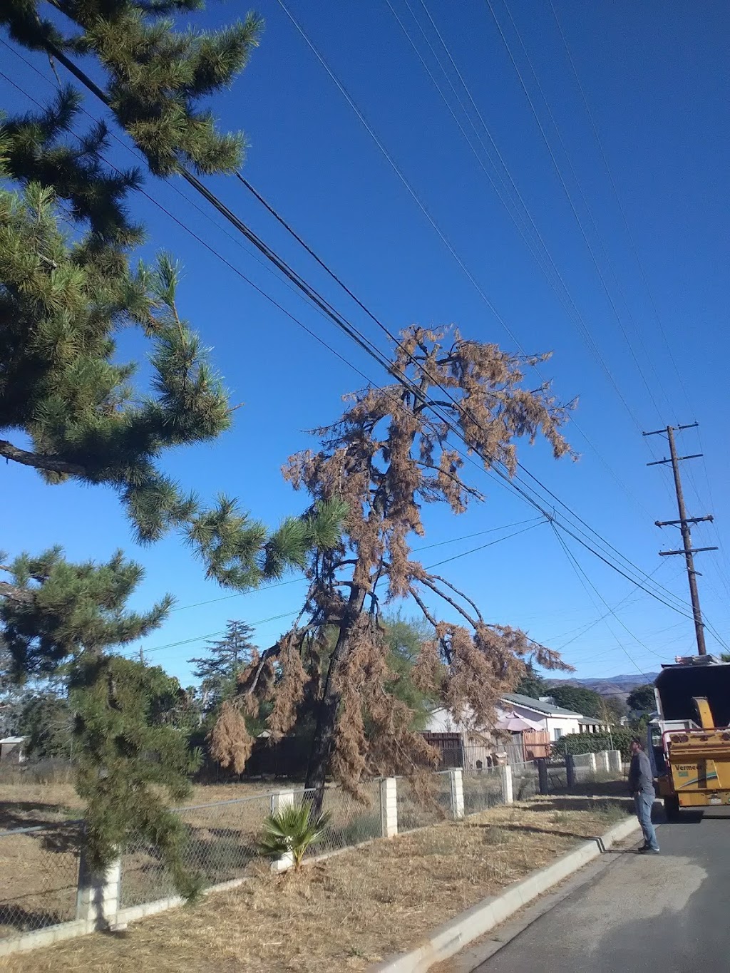 S&j natural tree service | 1551s S Oaks Ave, Ontario, CA 91761 | Phone: (909) 717-1307