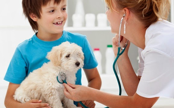 South Sacramento Pet Hospital | 5651 Franklin Blvd, Sacramento, CA 95824, USA | Phone: (916) 421-0619