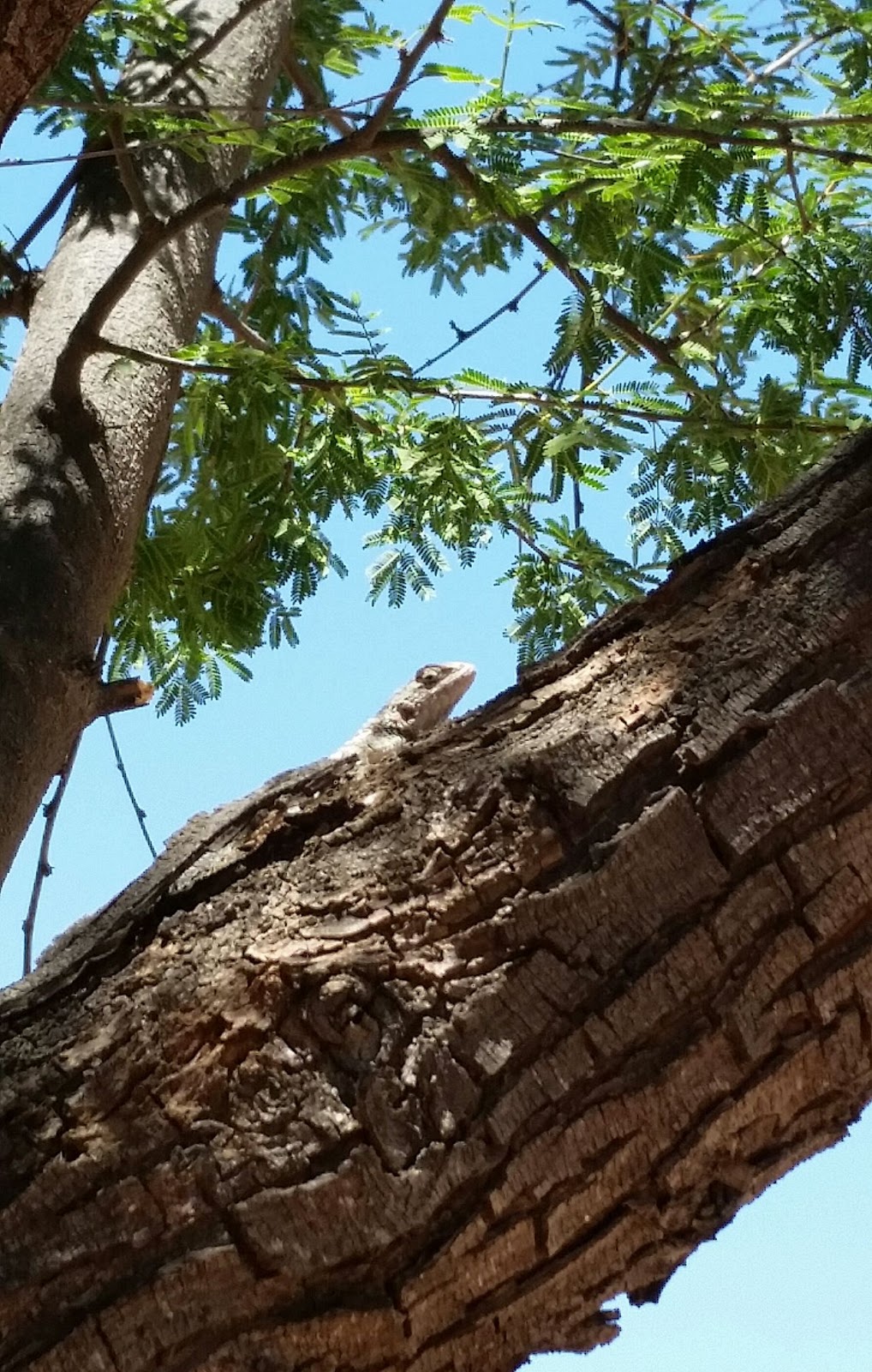 Friends of Buenos Aires National Wildlife Refuge | 0109, BANWR, 37257 S Sasabe Rd, Sasabe, AZ 85633 | Phone: (520) 823-4251