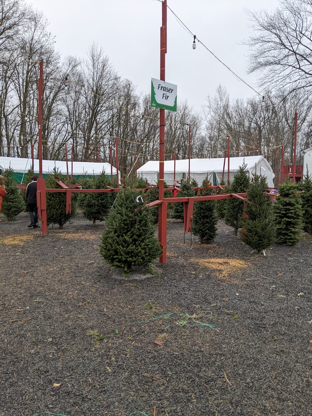 Stout Christmas Trees | 1570 Swamp Rd, Fountainville, PA 18923, USA | Phone: (215) 249-1334