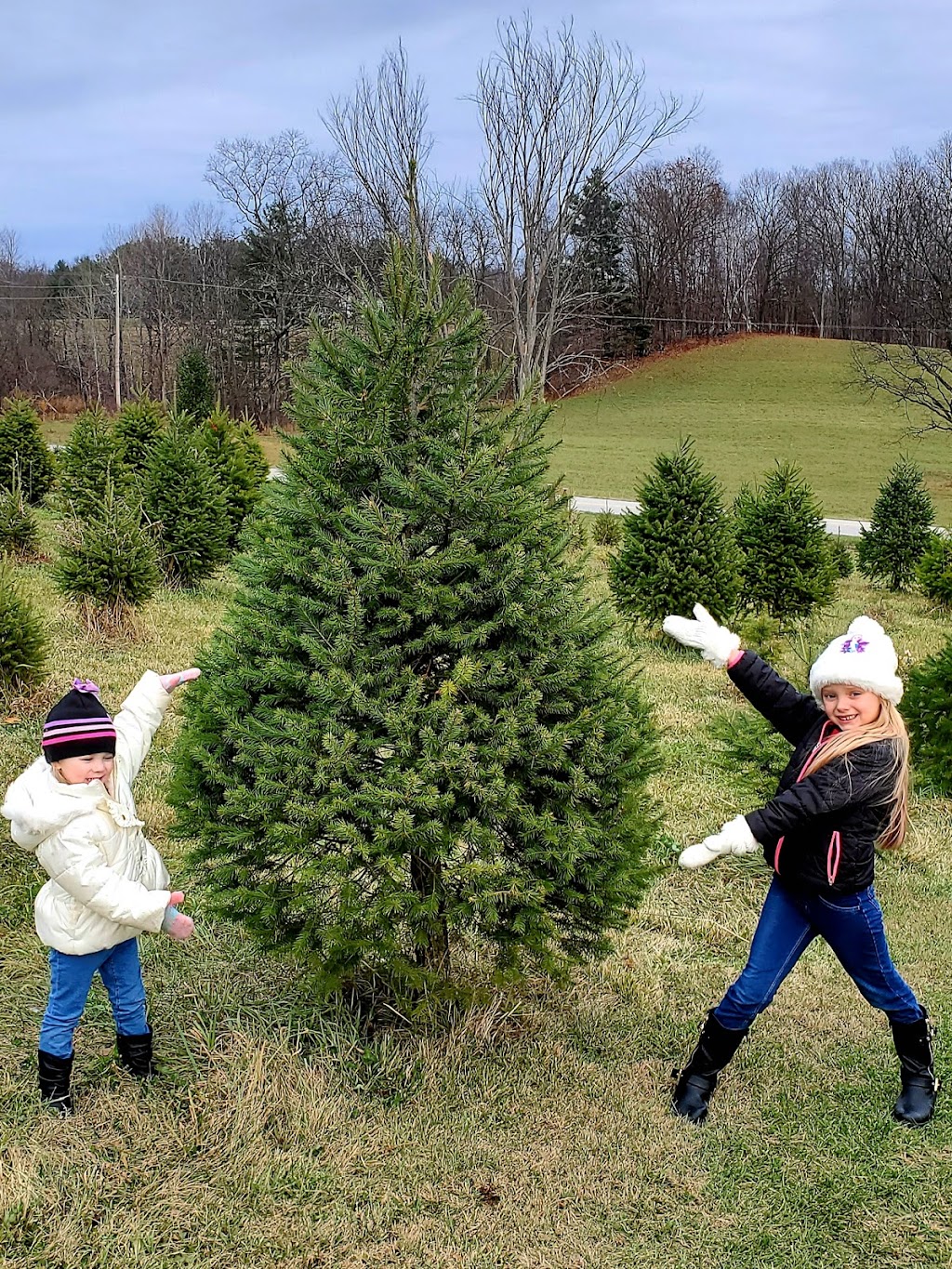 Morins Tree Farm | 635 Groveside Rd, Buskirk, NY 12028, USA | Phone: (518) 275-8501