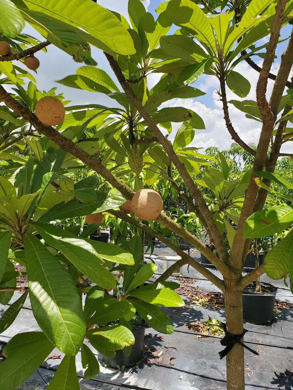 Als Fruit Trees LLC | 14000 SW 182 Ave, Miami, FL 33196 | Phone: (786) 351-1521