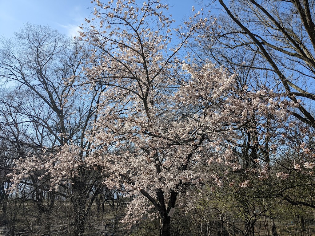 Crabapple Grove Riverside Park | Riverside Dr &, W 91st St, New York, NY 10025, USA | Phone: (212) 870-3070