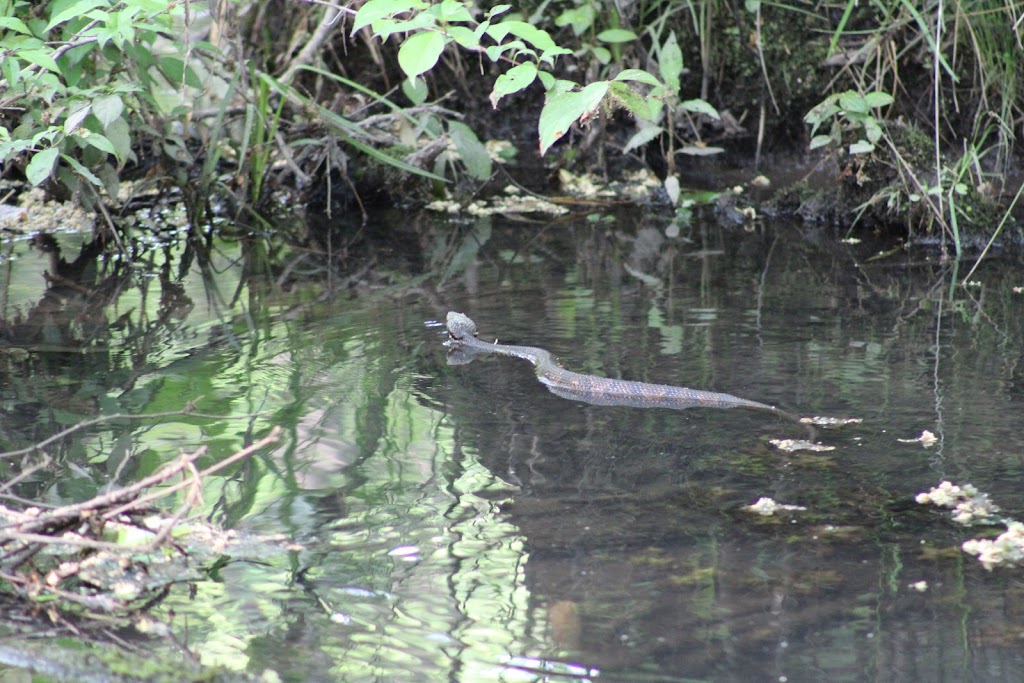 Ebenezer Swamp Ecological Preserve | Montevallo, AL 35007, USA | Phone: (205) 665-6463